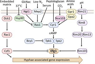 EFG1, Everyone’s Favorite Gene in Candida albicans: A Comprehensive Literature Review